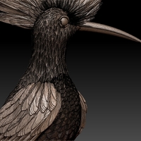 hoopoe - Thumbnail 10