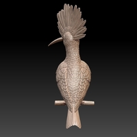 hoopoe - Thumbnail 11