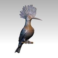 hoopoe - Thumbnail 12