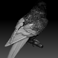 falcon - Thumbnail 1