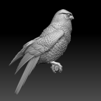 falcon - Thumbnail 3