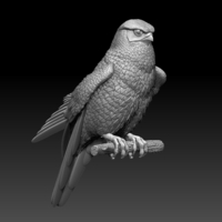 falcon - Thumbnail 4