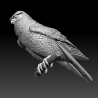 falcon - Thumbnail 7