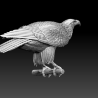 eagle - Thumbnail 1