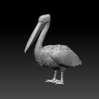 pelican - Thumbnail 3