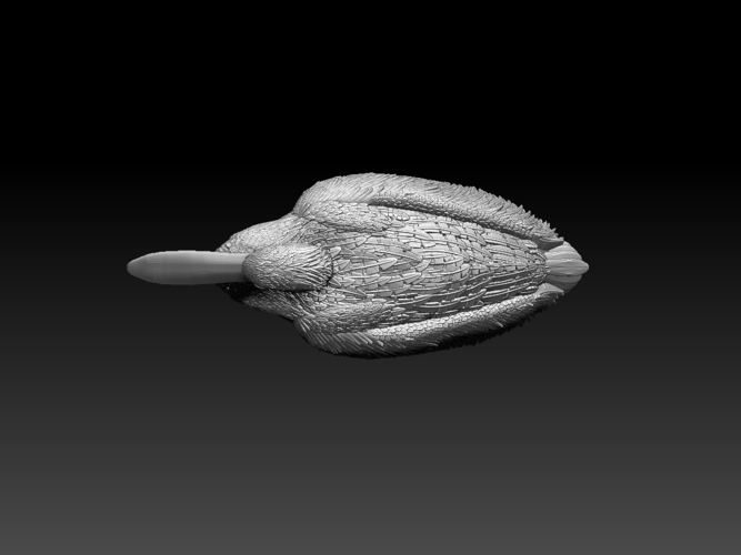 pelican 3D Print 510029