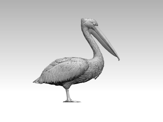 pelican 3D Print 510031