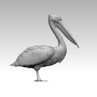 pelican - Thumbnail 6