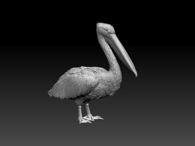 pelican 3D Print 510032