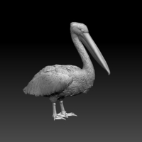 pelican - Thumbnail 7