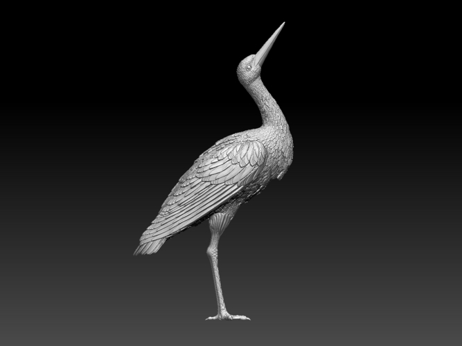 stork 3D Print 510041