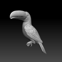 tucan - Thumbnail 3