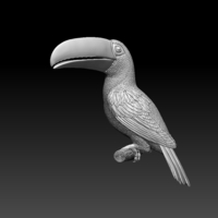 tucan - Thumbnail 5