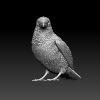 kingfisher  - Thumbnail 1