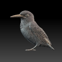 kingfisher  - Thumbnail 2