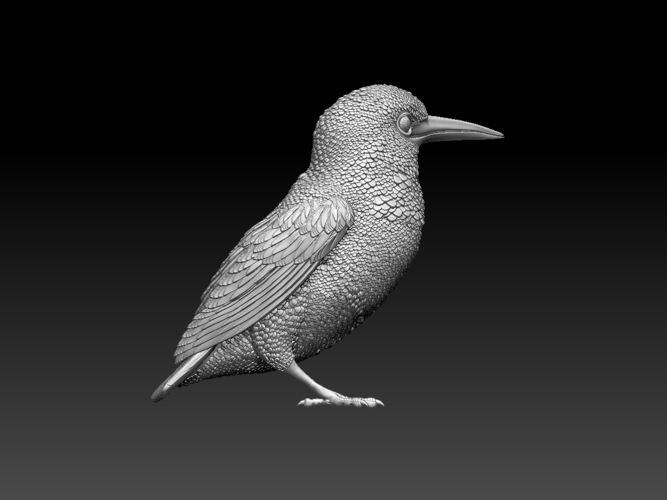 kingfisher  3D Print 510118