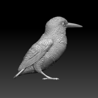 kingfisher  - Thumbnail 3