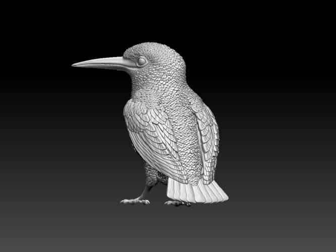 kingfisher  3D Print 510120