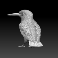 kingfisher  - Thumbnail 5