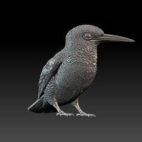 kingfisher  - Thumbnail 6