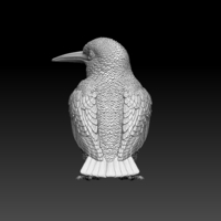 kingfisher  - Thumbnail 7