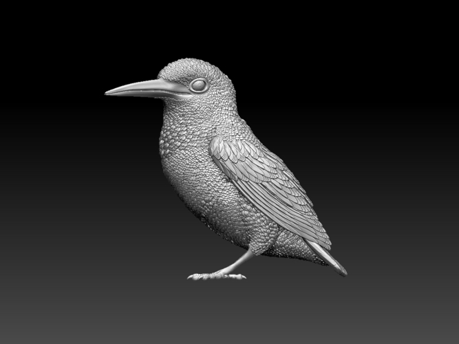 kingfisher  3D Print 510123