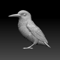 Small kingfisher  3D Printing 510123