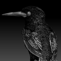 kingfisher  - Thumbnail 9