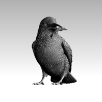 kingfisher  - Thumbnail 1