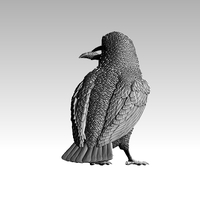 kingfisher  - Thumbnail 6