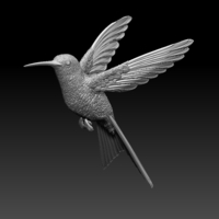 colibri humming bird - Thumbnail 5