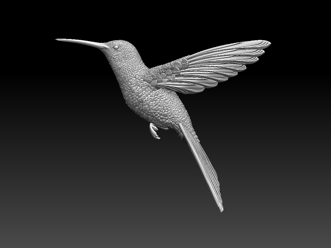 colibri humming bird @ Pinshape