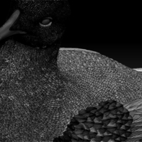 seagull - Thumbnail 1