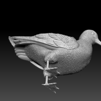 seagull - Thumbnail 2