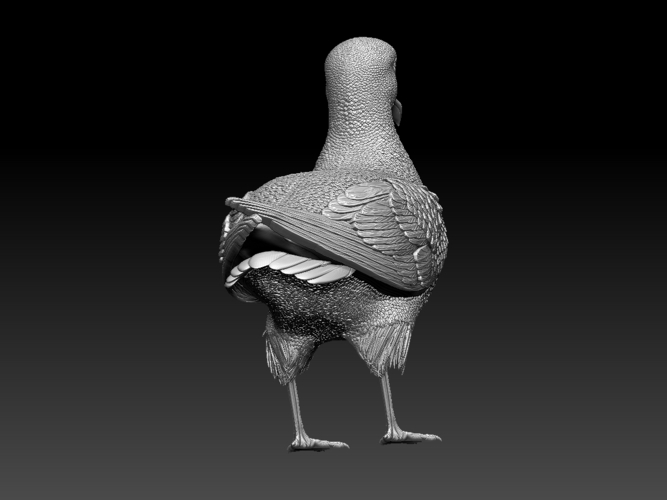 seagull 3D Print 510146