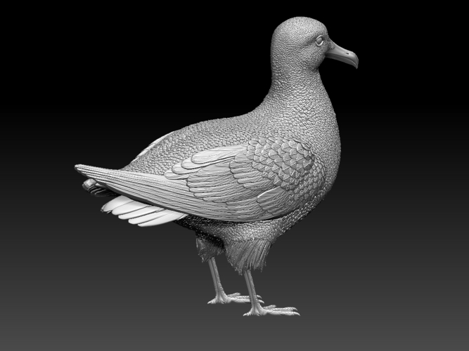 seagull 3D Print 510148