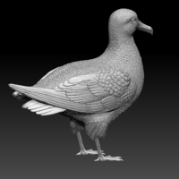 seagull - Thumbnail 6
