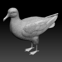 seagull - Thumbnail 7