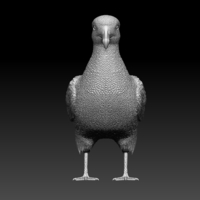 seagull - Thumbnail 8