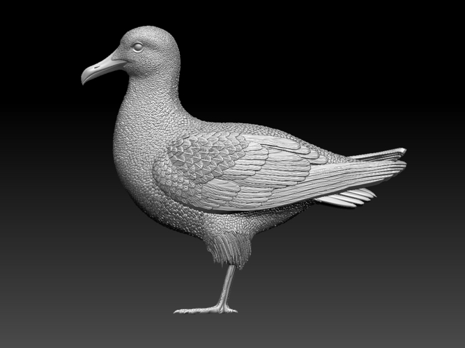 seagull 3D Print 510151