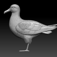 Small seagull 3D Printing 510151