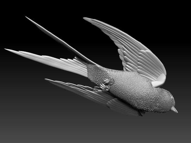 swallow 3D Print 510156