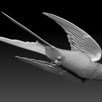 swallow - Thumbnail 5