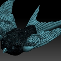 swallow - Thumbnail 8