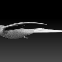 swallow - Thumbnail 9