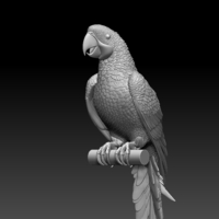 parrot - Thumbnail 1