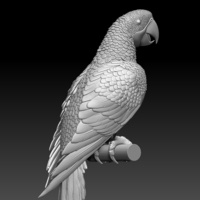 parrot - Thumbnail 3