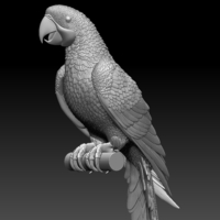 Small parrot 3D Printing 510165