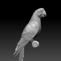 parrot - Thumbnail 6