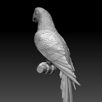 parrot - Thumbnail 7